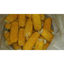 Supply High Quality of Sweet Corn